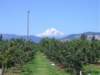 veryscenicviewofmthood_small.jpg
