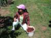 wegotalotofcherries_small.jpg
