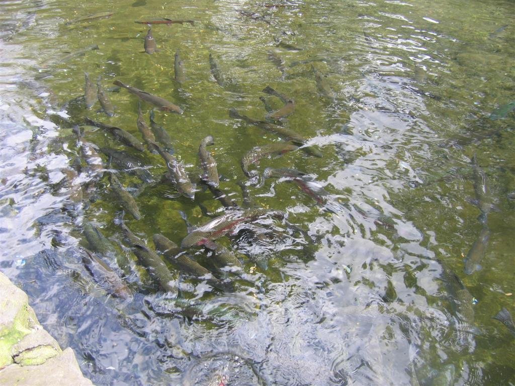 thefishwaitforfood.jpg