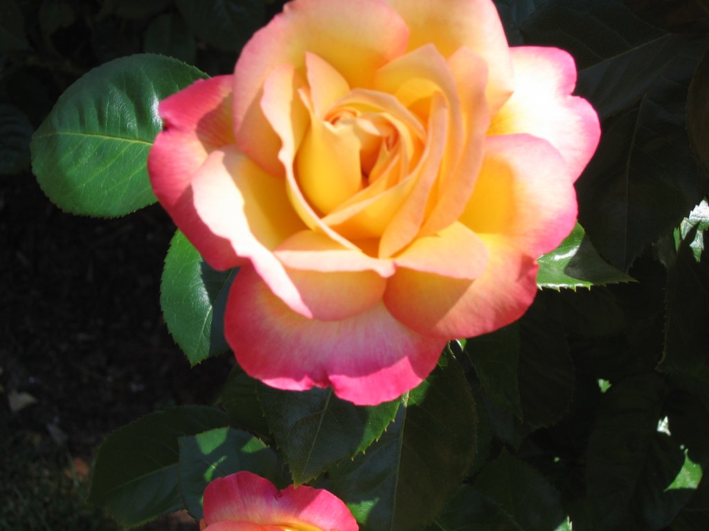 abeautifulrose.jpg