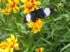 abutterflyatthezoo_small.jpg