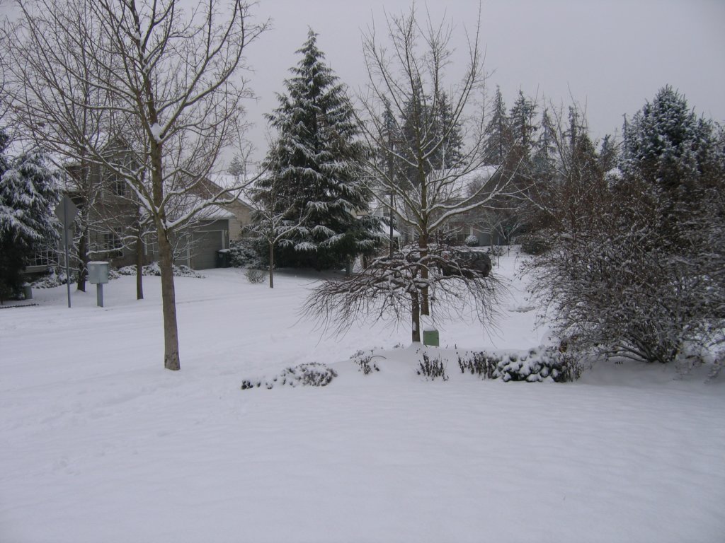 snowonourstreet.jpg