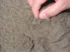 wefoundthislittleseacreatureatthebeach_small.jpg