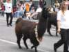 img_3800large_small.jpg