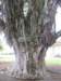atreeinhilo_small.jpg