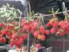 hangingrambutan_small.jpg