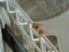 thisfroglivedinourhouseandhewouldappearfromtimetotimehereheisinthedishwasherhewascontentjusttolookatus_small.jpg