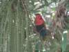aredbird_small.jpg