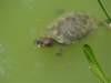 aswimmingturtle_small.jpg
