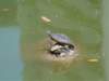 aturtleperchedonanotherturtle_small.jpg