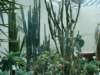 cactusinthefareast_small.jpg