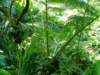lotsofgreen_small.jpg
