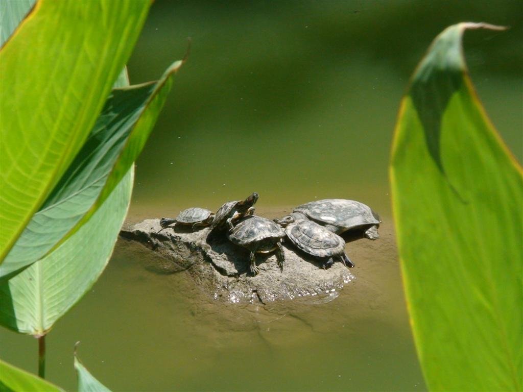 turtlesbetweentheleaves.jpg
