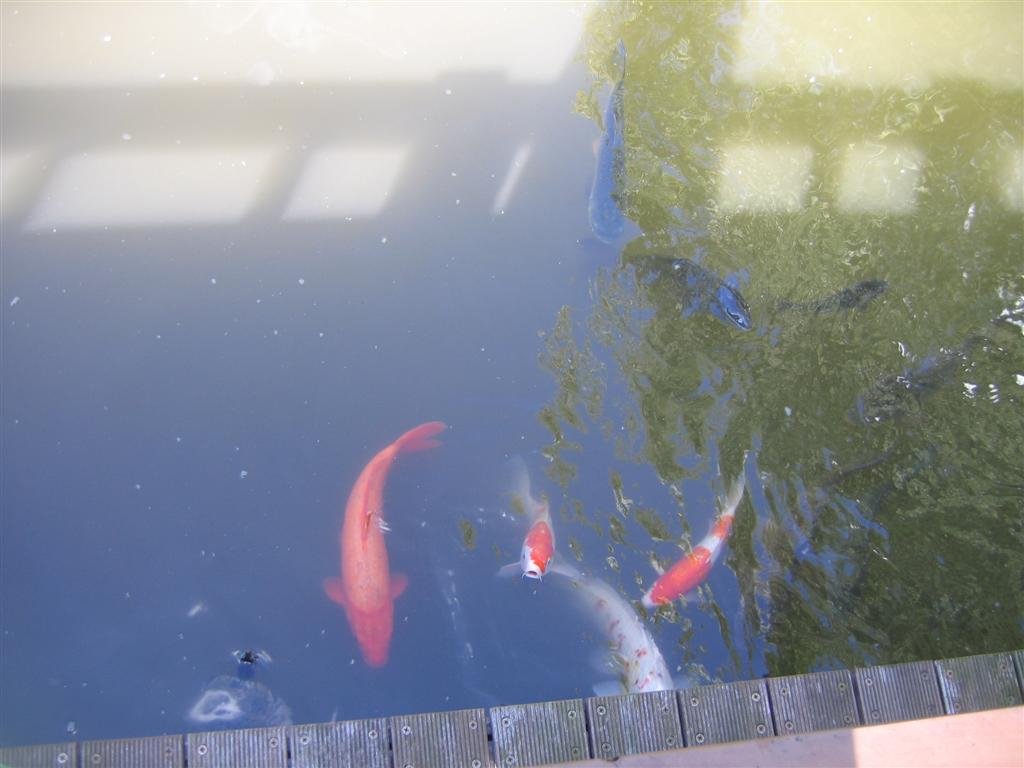 lotsoffishandturtlescomingling.jpg