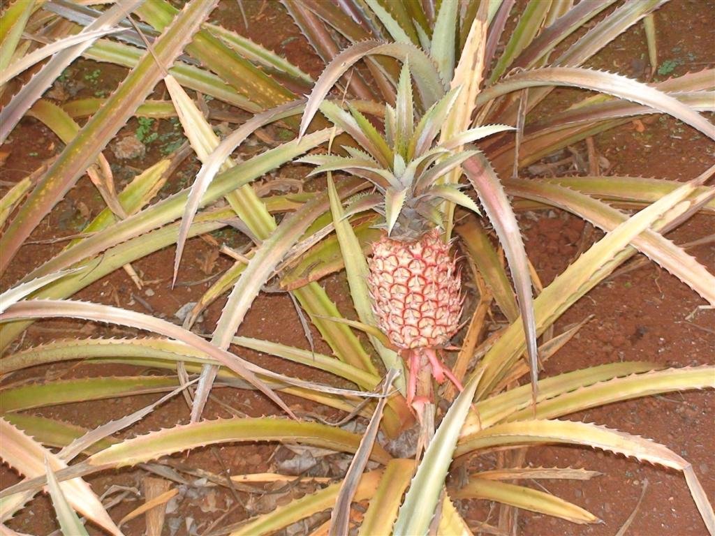 apineappleinhawaii.jpg