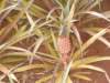 apineappleinhawaii_small.jpg