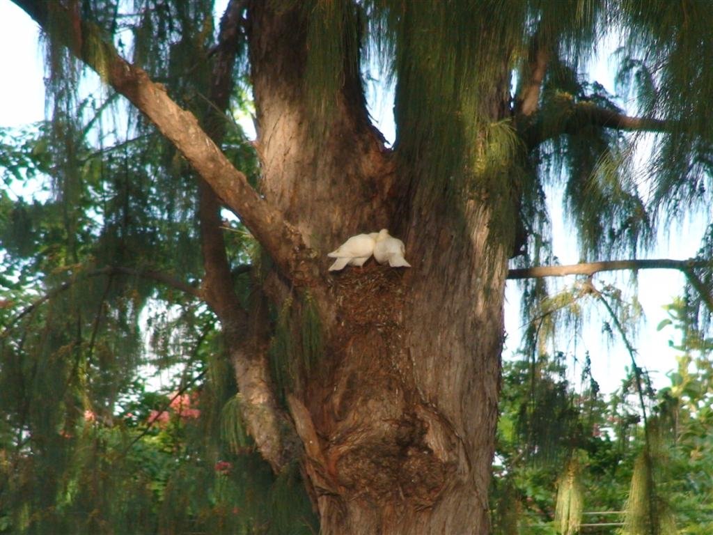 atawaikikibeachparktwodovesinatree.jpg