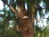 atawaikikibeachparktwodovesinatree_small.jpg