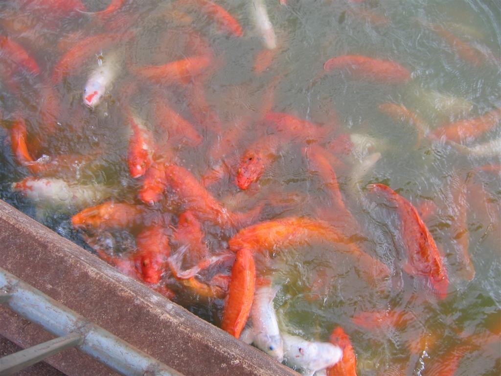 wefedthefishatthedoleplantation.jpg