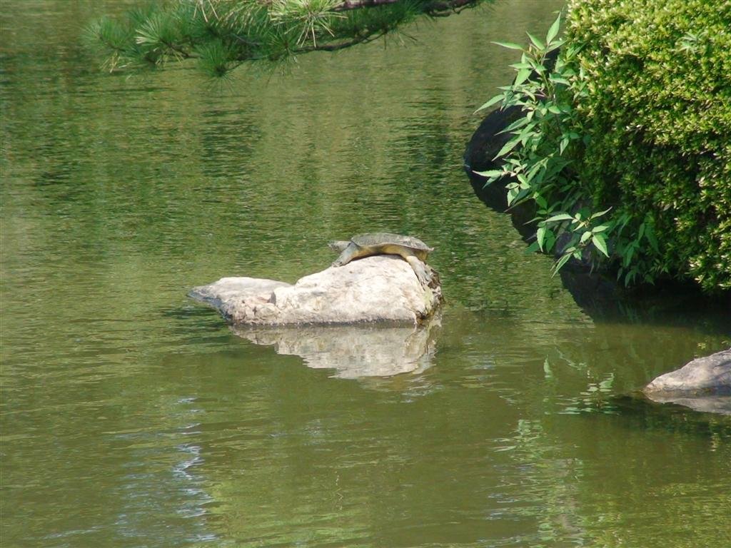 aturtlesunshimself.jpg