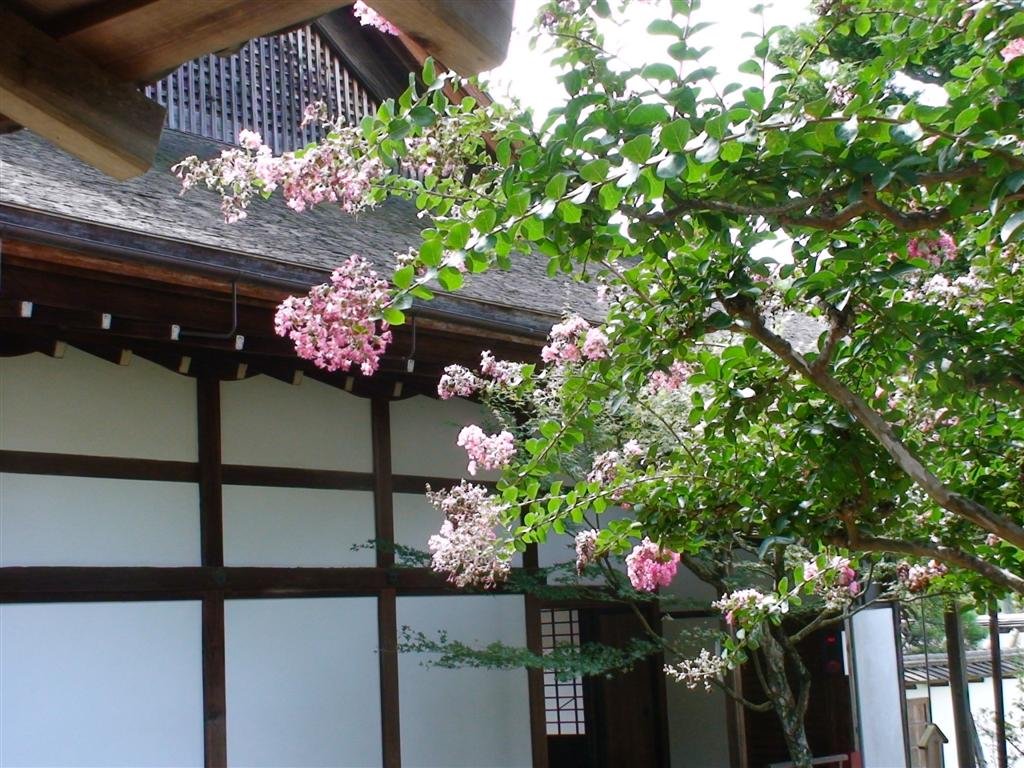 beautifulblossomsifwewerehereinspringitwouldbeevenmorepretty.jpg