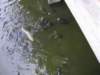 theanimalstrytogetthefoodturtlesareslowandoftenlostouttothequickerbigfish_small.jpg