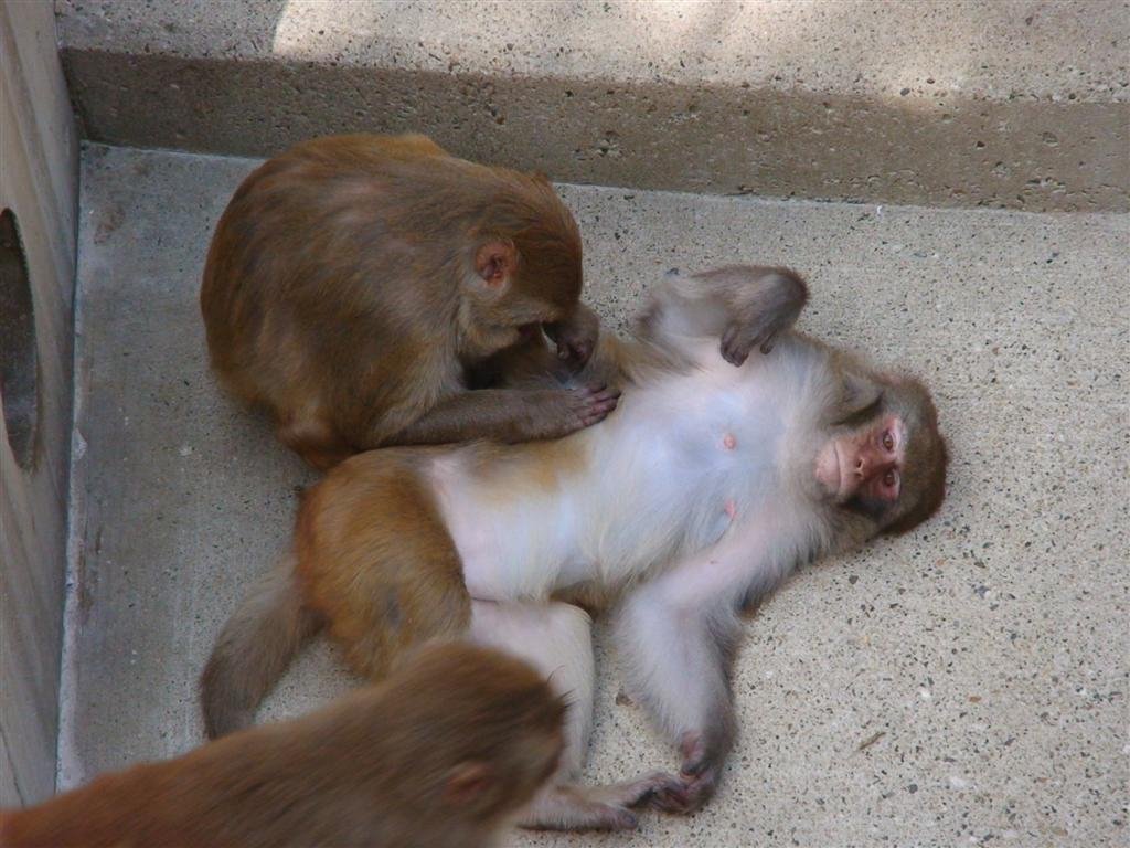 themonkeysdomorecleaning.jpg