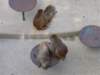 thesejapanesemonkeysdidalotofcleaningofeachotherjapanisanamazingcountryeventhemonkeyslikecleanliness_small.jpg
