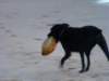adogplayswithacoconut_small.jpg
