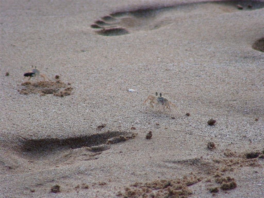 twocrabsinthesandtherewerelotsofcrabspoppingoutintheeveningtheywoulddartbetweenholesinthesandifyoumaketheslightestmovementtheywilldiveintoahole.jpg