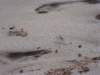 twocrabsinthesandtherewerelotsofcrabspoppingoutintheeveningtheywoulddartbetweenholesinthesandifyoumaketheslightestmovementtheywilldiveintoahole_small.jpg