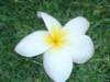 anotherflower_small.jpg