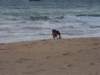 thedogwithacoconutmakesathirdappearance_small.jpg