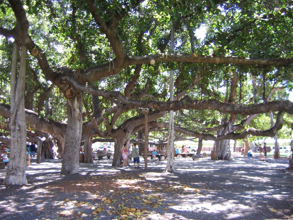 anothertreeshot.jpg