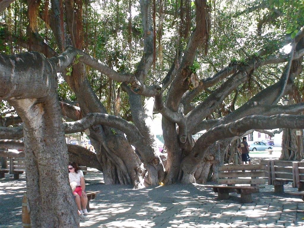 anotherviewofthebanyantree.jpg