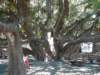 anotherviewofthebanyantree_small.jpg
