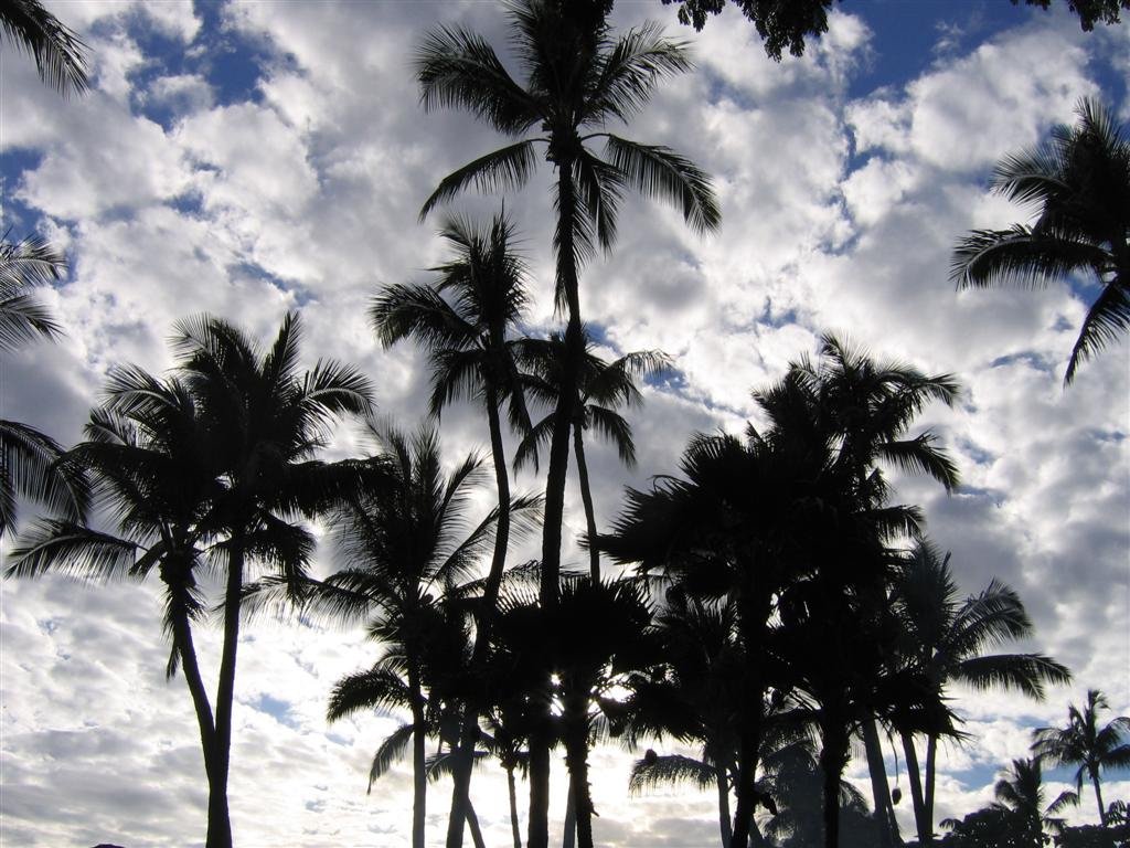 beautifulpalmtrees.jpg