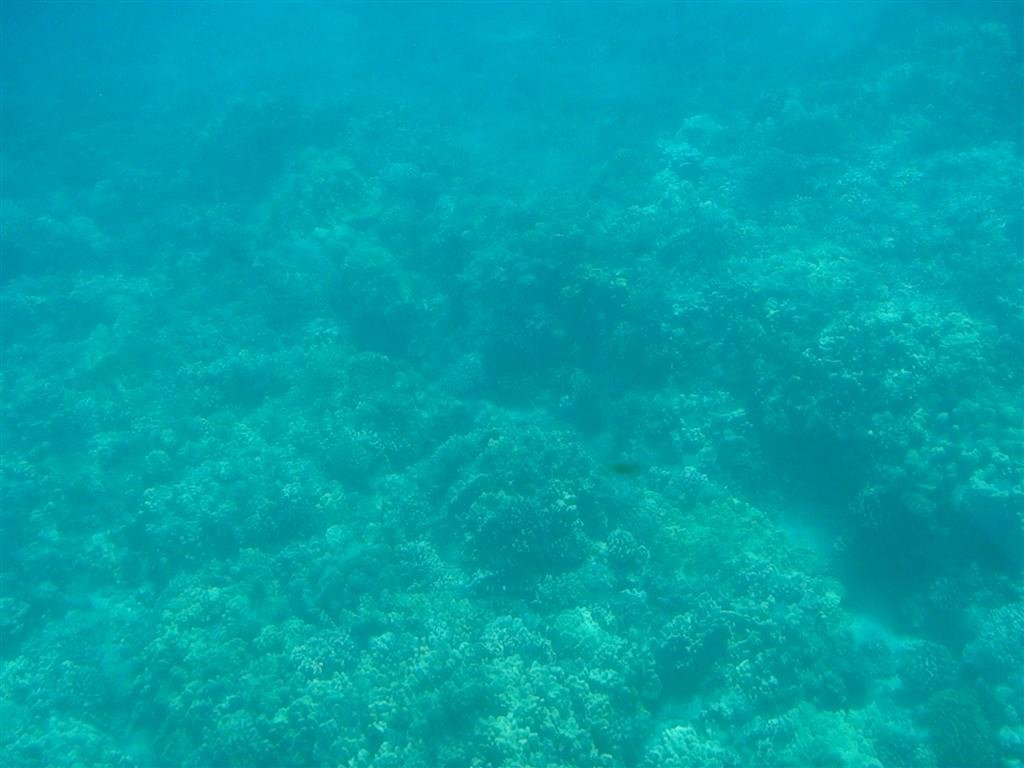 coral.jpg