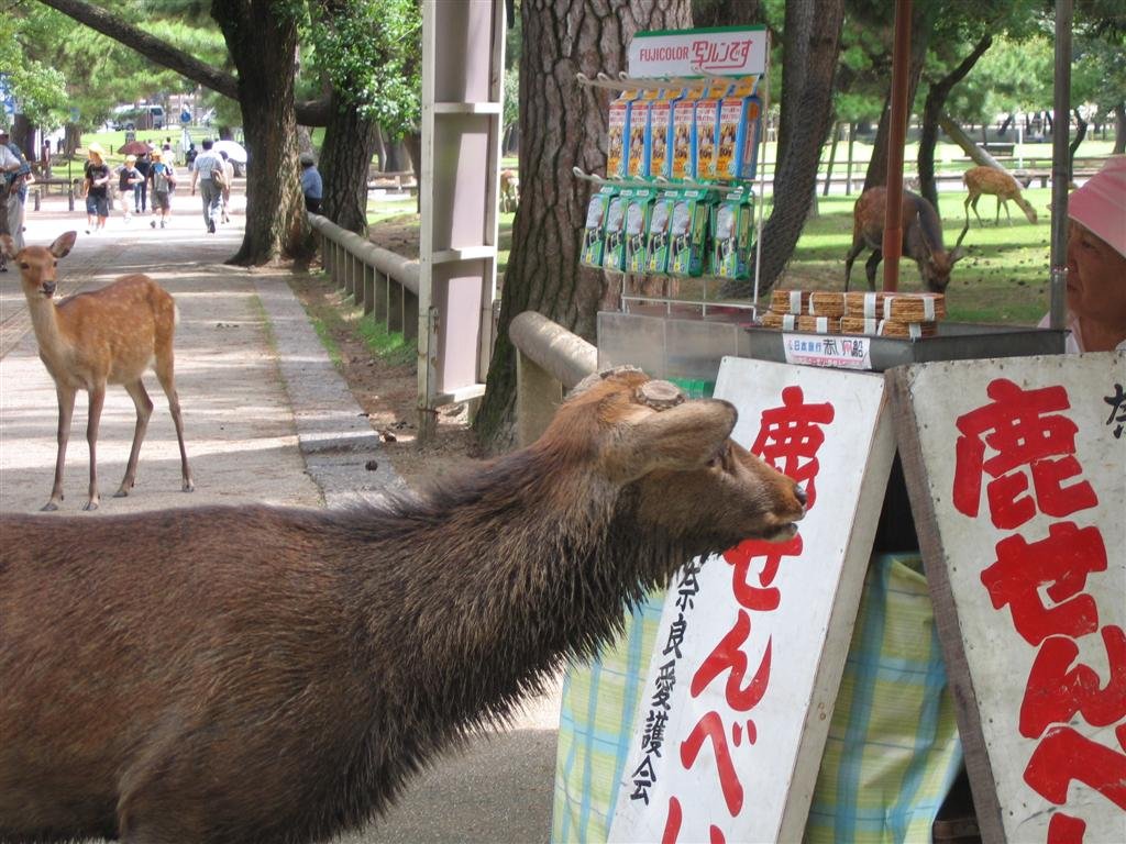 adeerhangsoutnearavendorwhosellsdeerfood.jpg