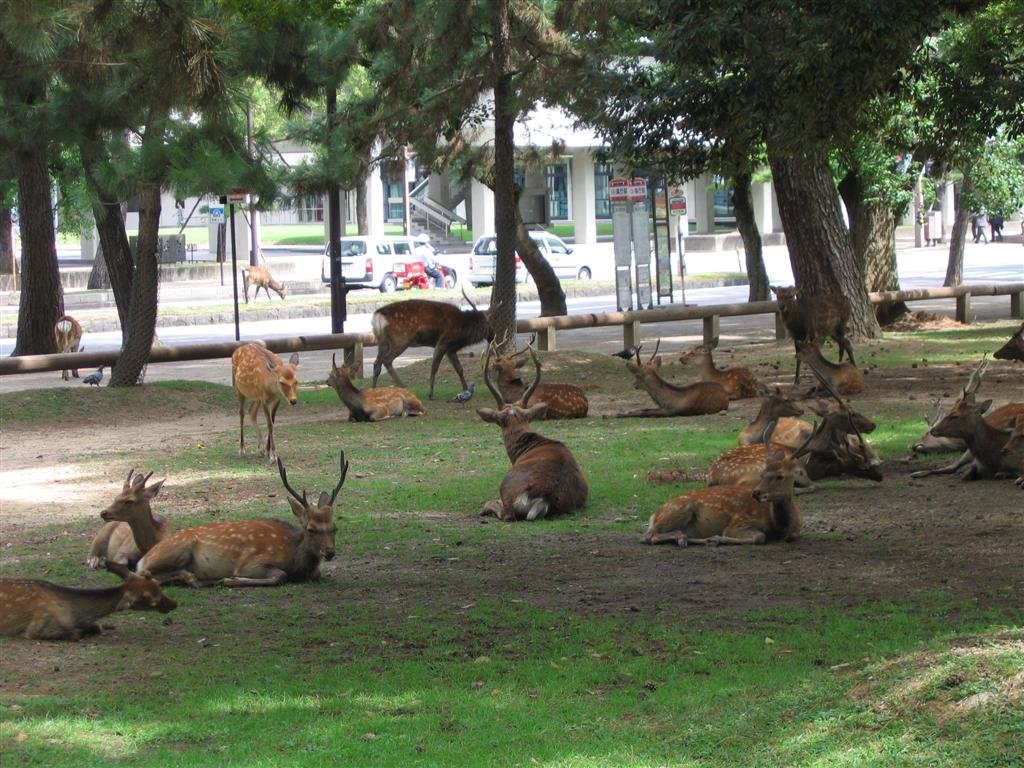 thedeertakearestintheshade.jpg