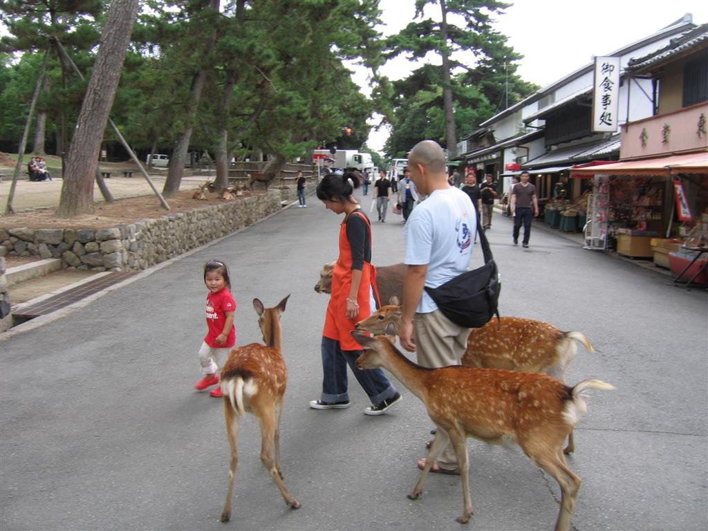 thislittlegirlwasfeedingthedeerandtheyarefollowingheraround.jpg