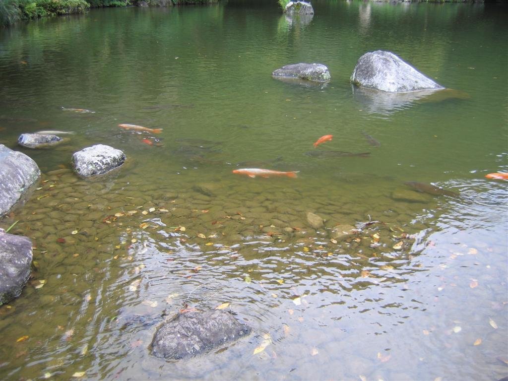 fish.jpg