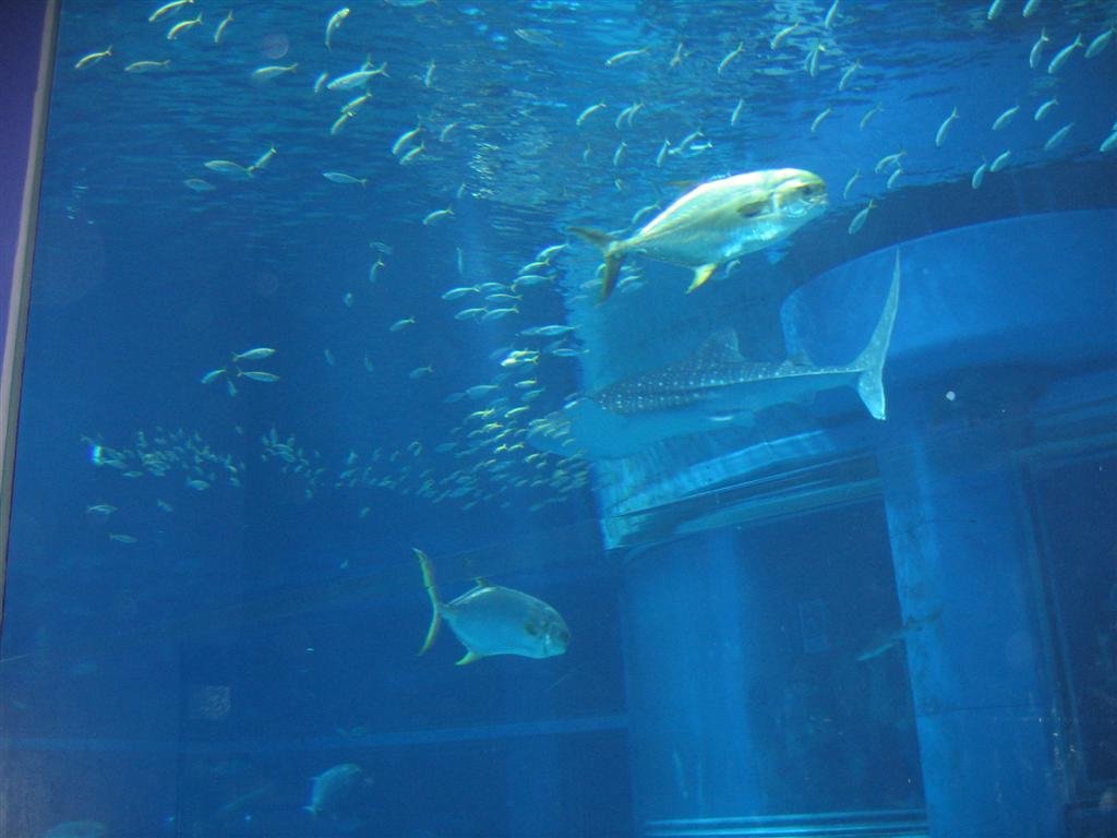 thefishswimabout.jpg