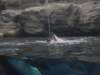 whoknewthatdolphinsgotthirsty_small.jpg