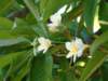 prettyflowers_small.jpg